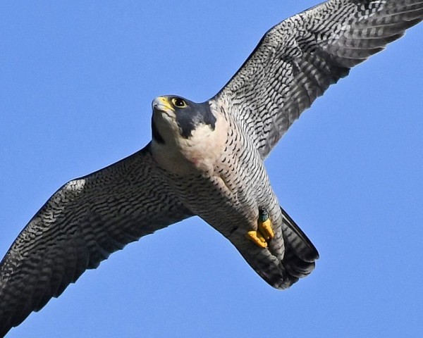 Peregrine falcon 4-/BR at Tarentum Bridge, 6 Nov 2016 (photo by Anthony Bruno)