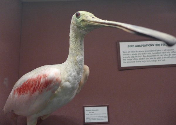 Roseate spoonbill in Bird Hall, Carnegie Museum of Natural History (photo by Kate St. John)