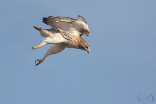 Red-tailed hawk on the hunt at the Allegheny Front (photo by Steve Gosser)