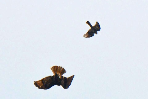 Sharp-shinned hawk attacks a red-tailed hawk on migration, 1 Nov 2016 (photo by Donna Foyle)