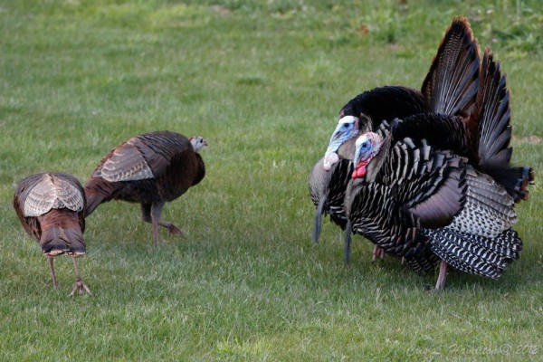 Two male turkeys try to impress two ladies (photo by Cris Hamilton)