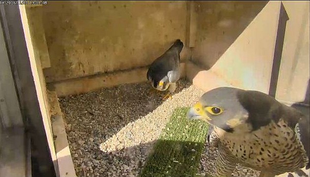 Unidentified female peregrine courting with Terzo at Cathedral of Learning, 11 Nov 2016 (photo from the National Aviary falconcam at Univ of Pittsburgh)
