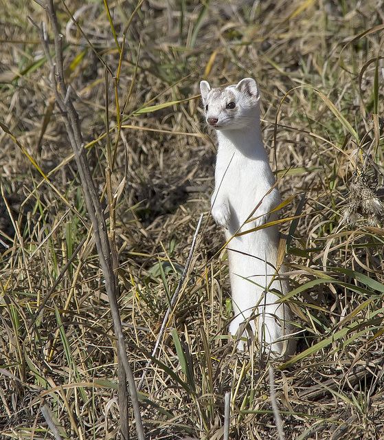 Long-tailed weasel, Calgary, Alberta, 30 Oct 2016 (photo by Dan Arndt)
