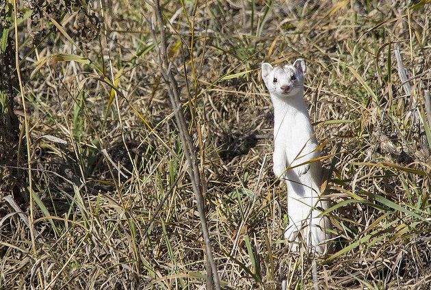 Long-tailed weasel, Calgary, Alberta, 30 Oct 2016 (photo by Dan Arndt)