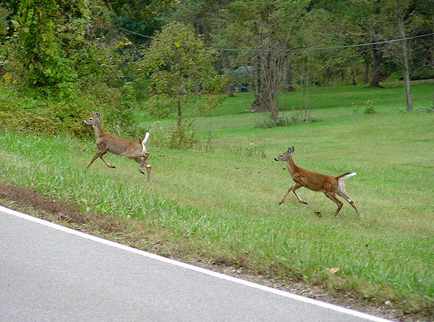 Deer spooked near the road (photo by Mike Tewkesbury, Creative Commons license via Flickr)