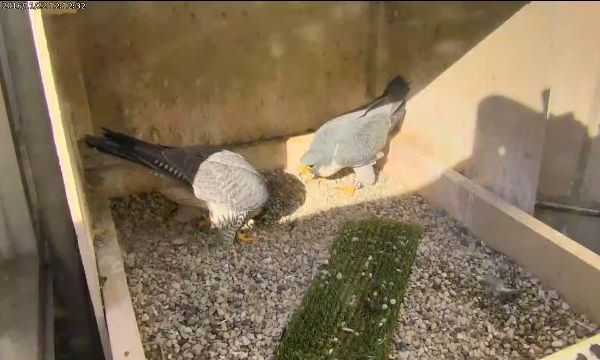 Hope and Terzo bow at the Pitt nest, 11/22/2016, 12:12pm (photo from the National Aviary falconcam at Univ of Pittsburgh)