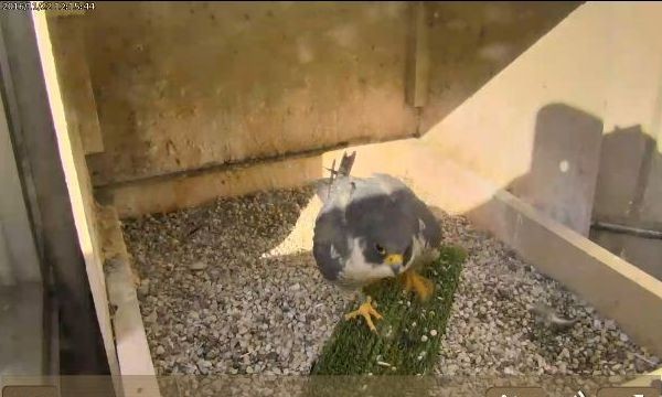 Hope at the Pitt nest, 11/22/2016, 12:15pm (photo from the National Aviary falconcam at Univ of Pittsburgh)