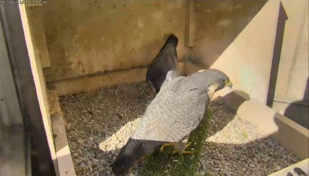 Unidentified female peregrine with Terzo, 11 Nov 2016 (photo from the National Aviary falconcam at Univ of Pittsburgh)