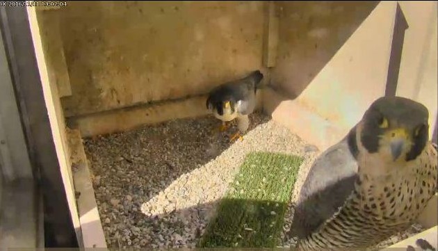 Unidentified female with Terzo, 11 Nov 2016 (photo from the National Aviary falconcam at Univ of Pittsburgh)