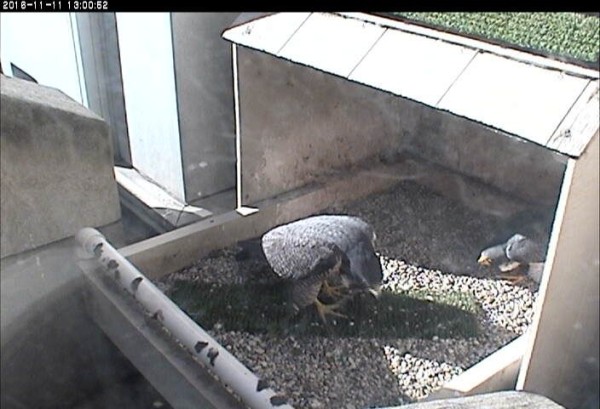 Unbanded female peregrine with Terzo, 11 Nov 2016 (photo from the National Aviary falconcam at Univ of Pittsburgh)