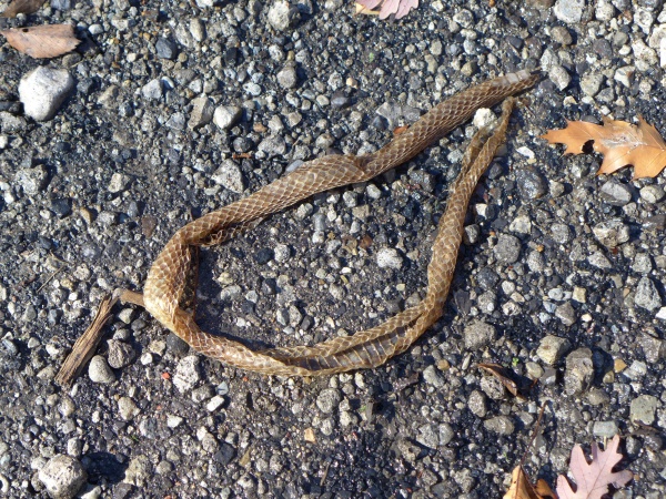 Snake skin shed at Hillman State Park, 1 Nov 2015 (photo by Kate St. John)