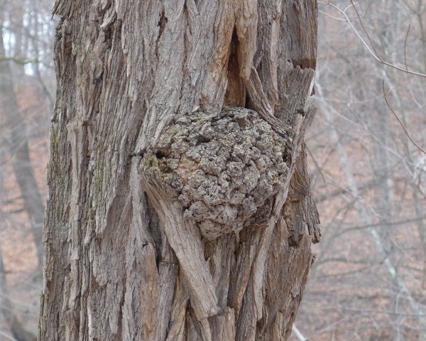 Burl on black locust trunk (photo by Kate St. John)