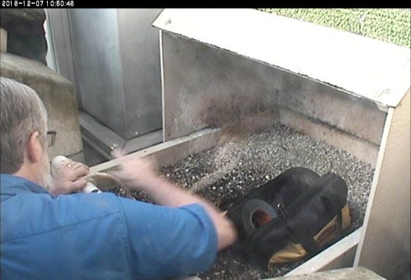 Bob wraps rope around the front perch for a good talon-feel (photo from the National Aviary snapshot cam at Univ of Pittsburgh)