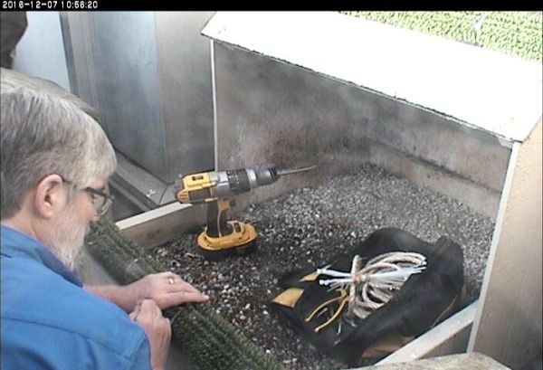 Bob reattaches the lower perch turf (photo from the National Aviary snapshot cam at Univ of Pittsburgh)
