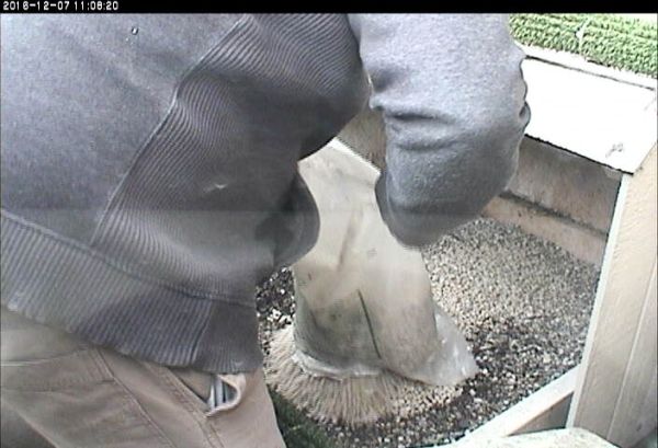 Jaons adds pea gravel to the Pitt peregrine nestbox (photo from the National Aviary snapshot camera at Univ of Pittsburgh)