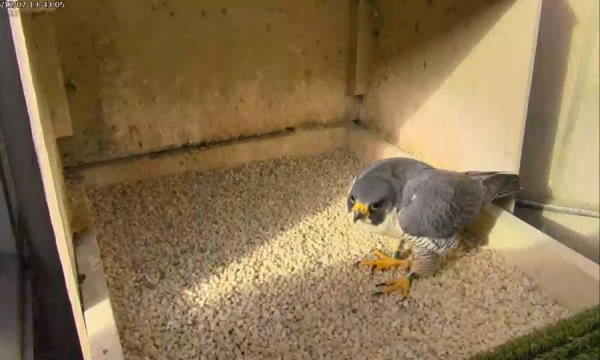 Hope visits the refurbished nest box at the Cathedral of Learning (photo from the National Aviary falconcam at Univ of Pittsburgh)