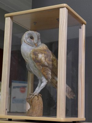 Barn owl taxidermy mount in case, Carnegie Museum (photo by Kate St.John)