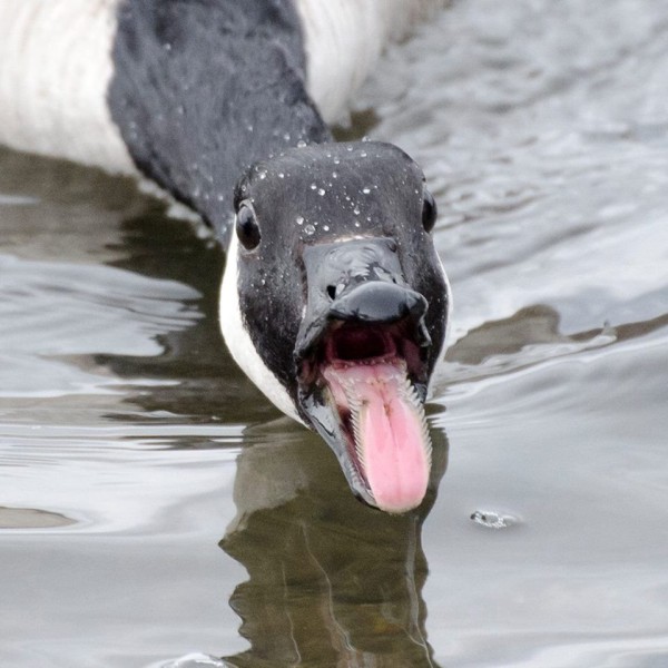 A Canada goose challenges the photographer (photo by David Amamoto)