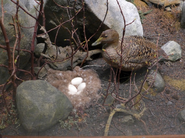 Common Eider diorama, Carnegie Museum (photo by Kate St.John)