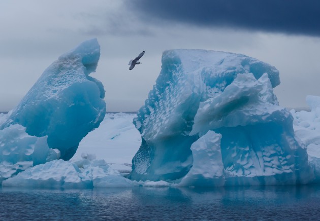 What bird is flying over the iceberg in Franz Josef Land? (photo from Wikimedia Commons)