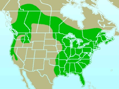 Pileated woodpecker range map. Green means year-round. (from Wikimedia Commons)