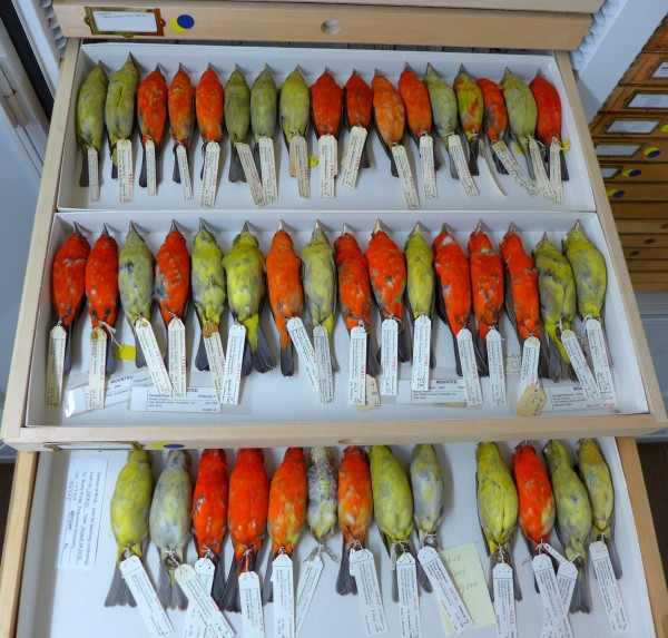 Carnegie Museum collection of scarlet tanagers, western Pennsylvania 1879-1995 (photo by Kate St.John)