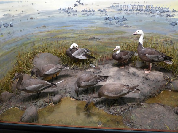 The Blue Goose diorama at Carnegie Museum (photo by Kate St. John)