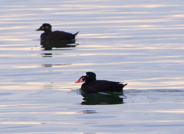 Surf scoters, female in background, male in front (photo from Wikimedia Commons)