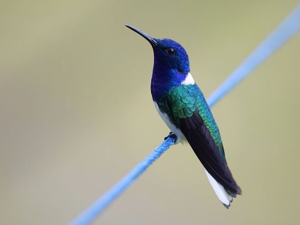 White-necked jacobin, Costa Rica (photo from Wikimedia Commons)