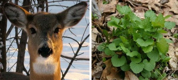 Deer and garlic mustard (deer photo from Wikimedia Commons, garlic mustard photo by Kate St.John)