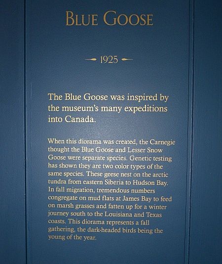 Blue Goose Diorama explanation (photo by Kate St.John)