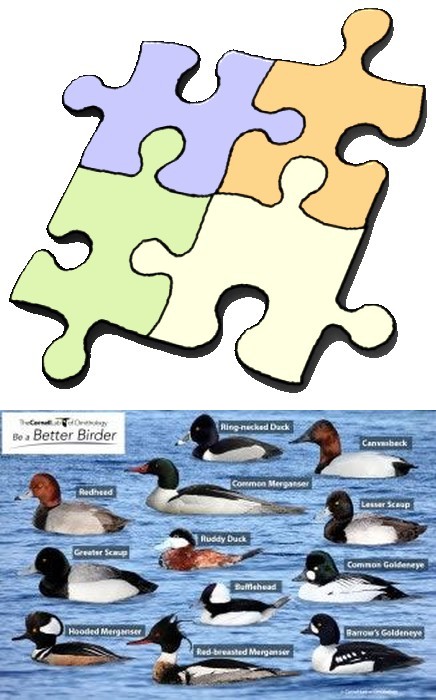 Diving Ducks puzzle, preview and pieces (All About Birds Academy)