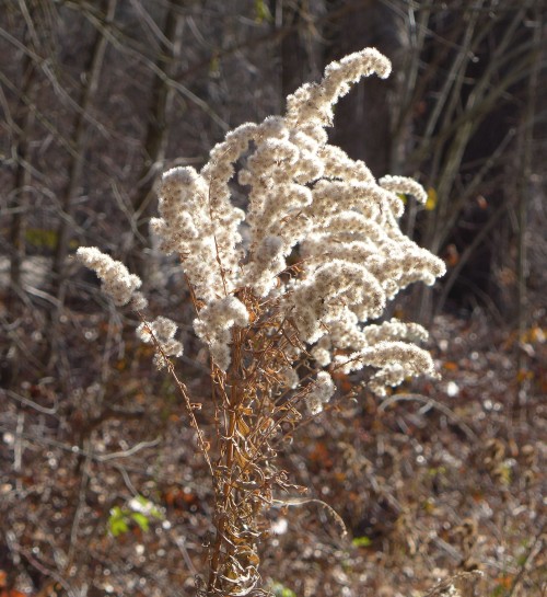 Tall goldenrod in winter (photo by Kate St.John)