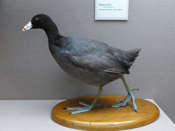 The American coot has long toes for walking on floating vegetation -- like snowshoes (photo by Kate St. John)