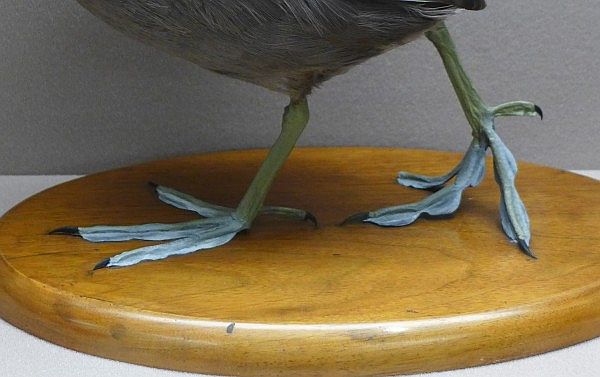 Close up of feet on an American coot, Bird Hall Carnegie Museum (photo by Kate St.John)