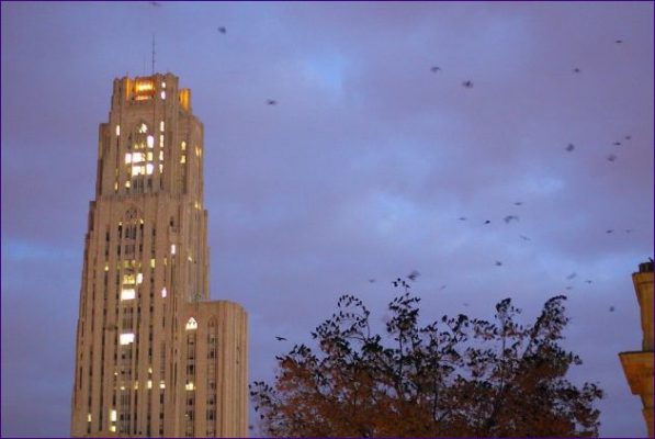 American crows coming in to roost near the Cathedral of Learning (photo by Peter Bell)