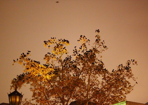 Crows in a tree on Thackeray (photo by Peter Bell)