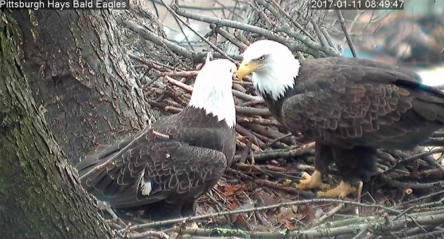 Bald eagle pair at their nest in Hays, 11 Jan 2017 (photo from the Hays Eaglcam thanks to PixController and ASWP)