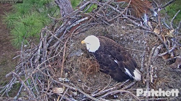 Screenshot from Southwest Florida eaglecam