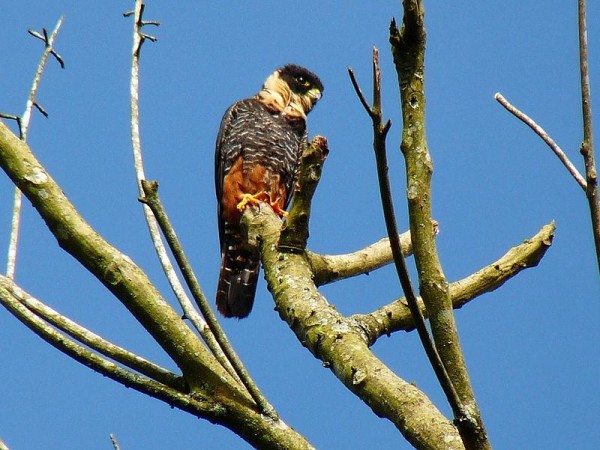 Bat falcon in Colombia (photo from Wikimedia Commons)