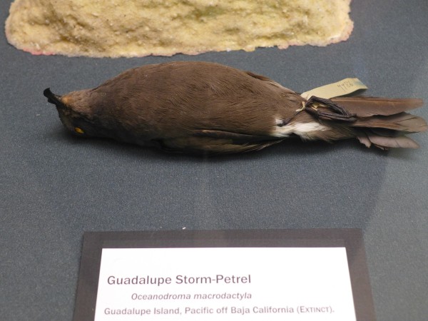 Guadalupe Storm-Petrel, Bird Hall at Carnegie Museum (photo by Kate St. John) 