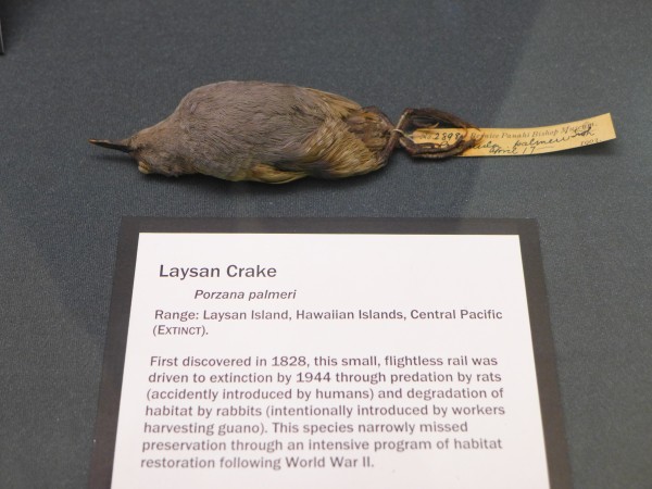 Laysan Crake specimen, Bird Hall at Carnegie Museum (photo by Kate St. John)