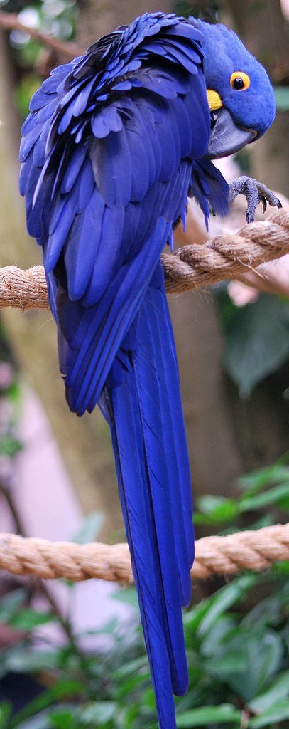 Hyacinth macaw at the National Aviary in Pittsburgh (photo by Christopher Westfield via Wikimedia Commons)