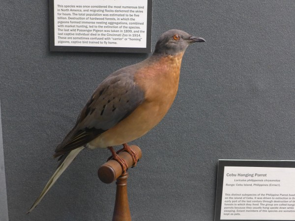 Passenger pigeon, Bird Hall at Carnegie Museum (photo by Kate St. John)