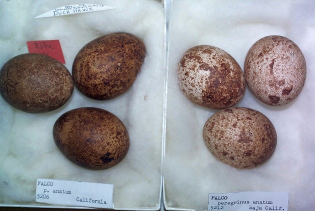 Two specimens, Peregrine Falcon egg clutches, anatum subspecies, Carnegie Museum (photo by Steve Rogers)
