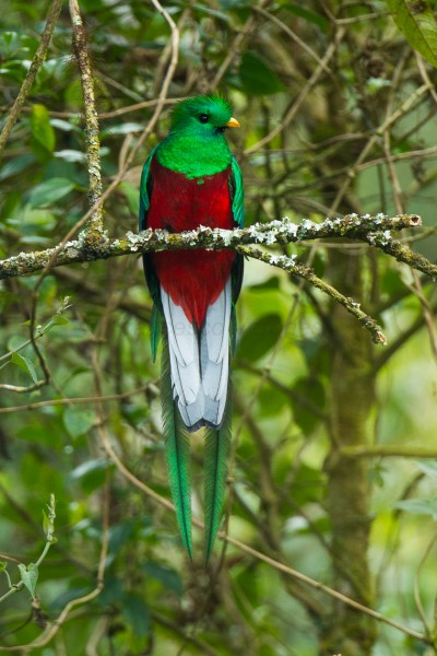Resplendent Quetzal, Costa Rica (photo by Francesco Veronesi via Wikimedia Commons)