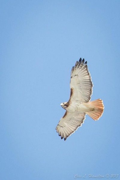 Red-tailed hawk soaring (photo by Cris Hamilton)