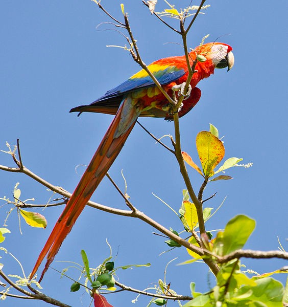 Scarlet macaw in Puntarenas Province, Costa Rica (photo from Wikimedia Commons)