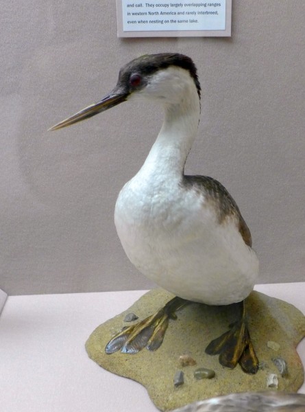 Western grebe specimen, Bird Hall at Carnegie Museum (photo by Kate St.John)