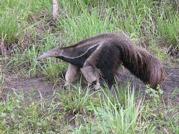 Giant anteater at the Pantanel, Brazil (photo from Wikimedia Commons)